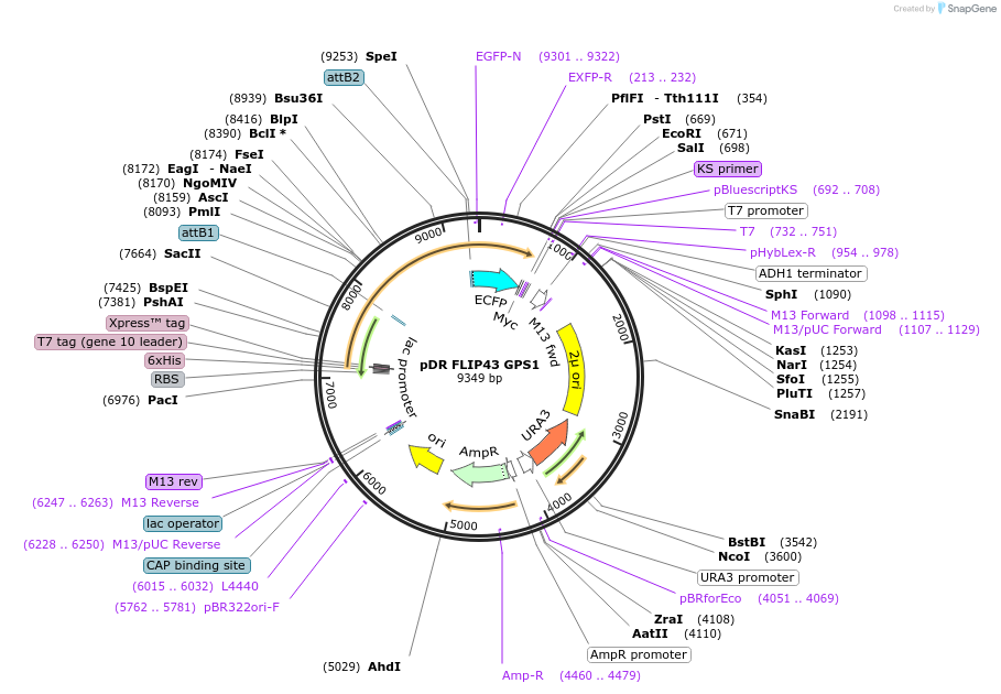 101084-plasmid-map-sequence-id-194538