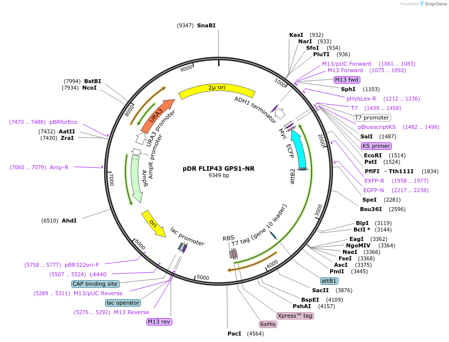 101085-plasmid-map-sequence-id-194539
