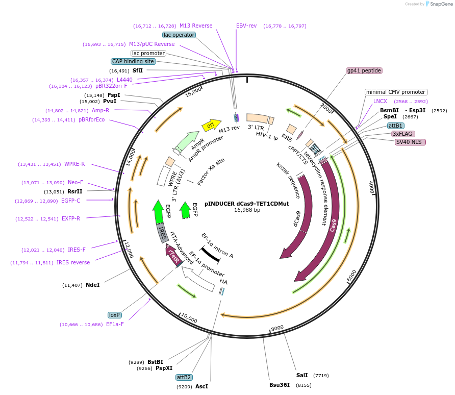 101920-plasmid-map-sequence-id-194554