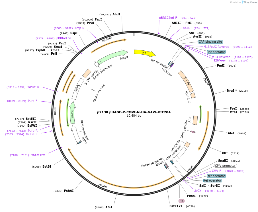 100156-plasmid-map-sequence-id-194572