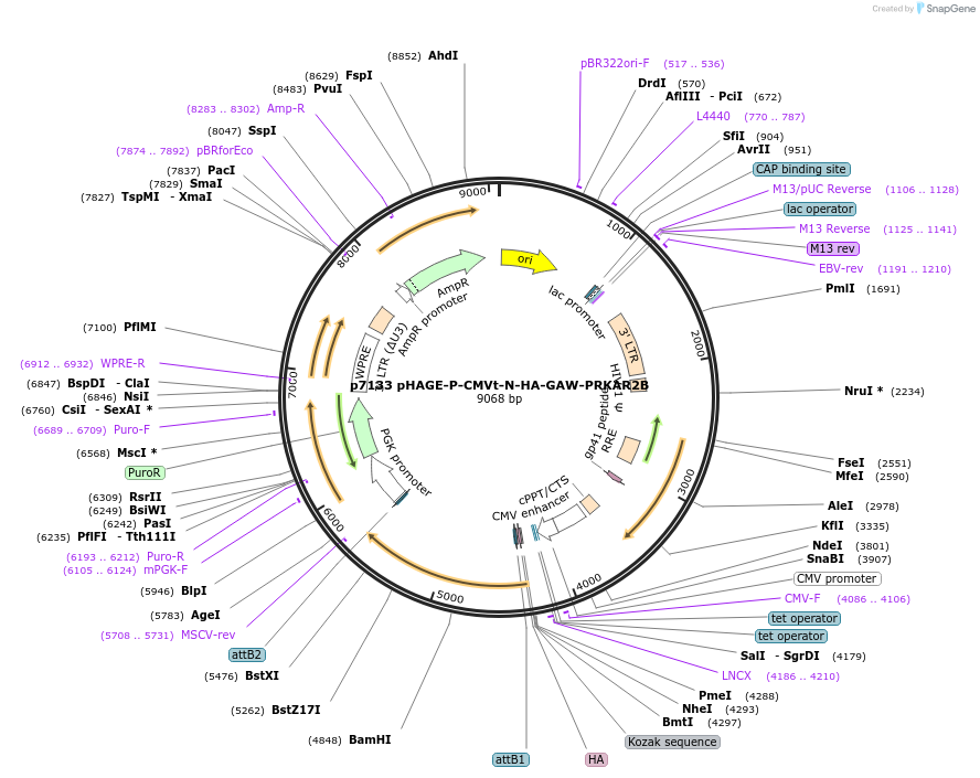 100160-plasmid-map-sequence-id-194584