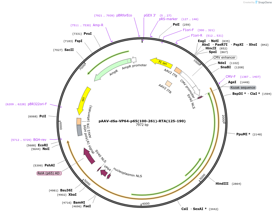 99679-plasmid-map-sequence-id-194605