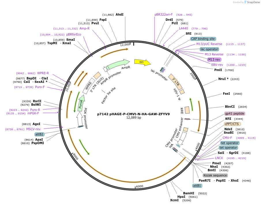 100162-plasmid-map-sequence-id-194606