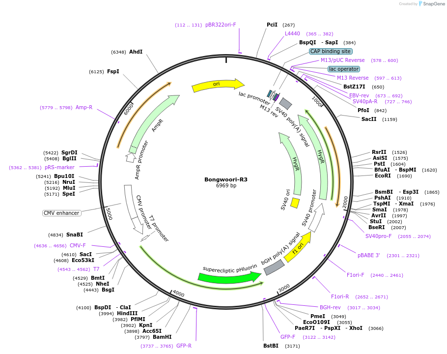 101658-plasmid-map-sequence-id-194621