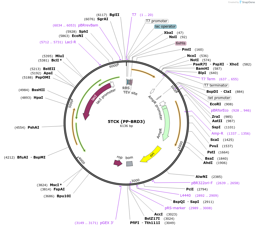 101887-plasmid-map-sequence-id-194702