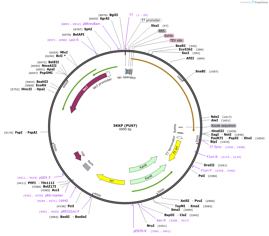 101878-plasmid-map-sequence-id-194704