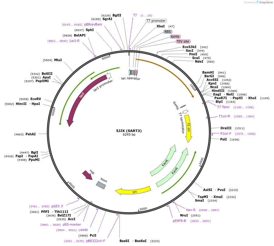 101879-plasmid-map-sequence-id-194706