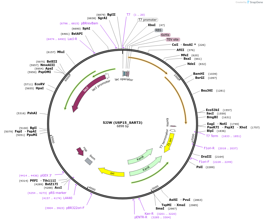 101880-plasmid-map-sequence-id-194708