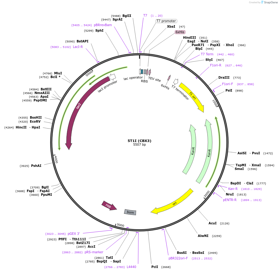 101885-plasmid-map-sequence-id-194721