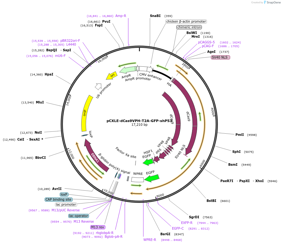 102895-plasmid-map-sequence-id-194733