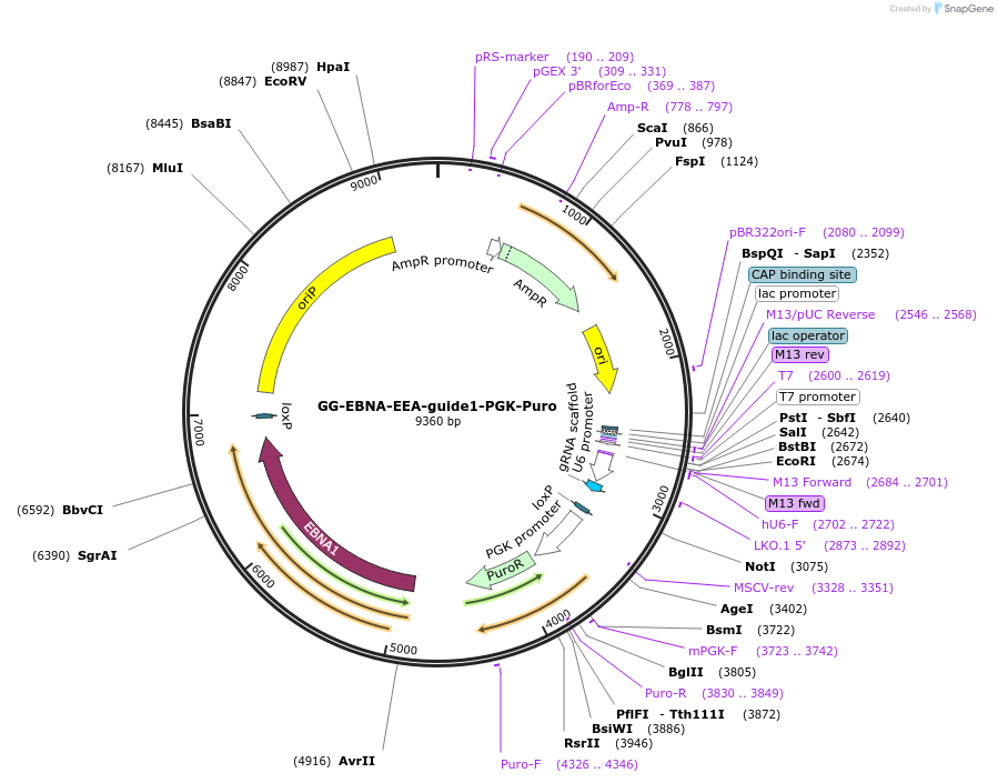 102904-plasmid-map-sequence-id-194742