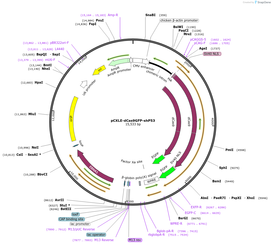 102906-plasmid-map-sequence-id-194744