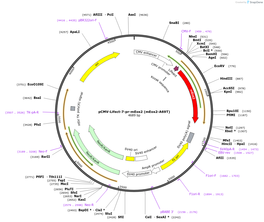 99229-plasmid-map-sequence-id-194794