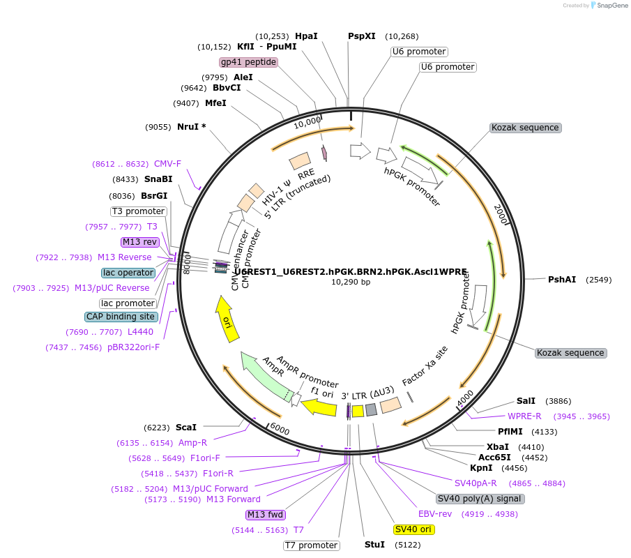 101852-plasmid-map-sequence-id-194799