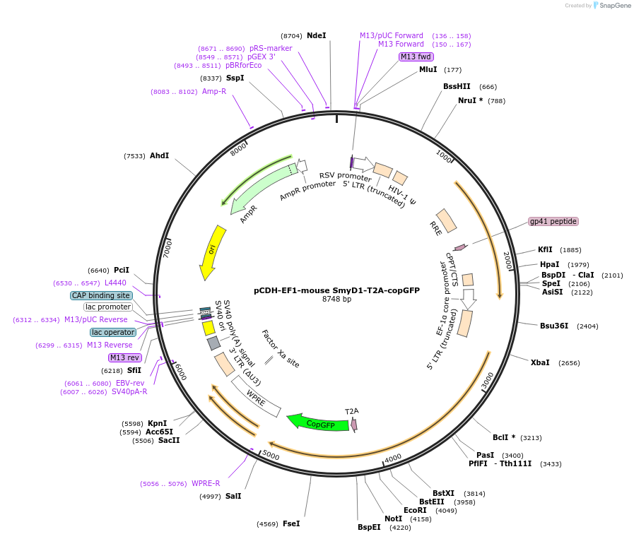101157-plasmid-map-sequence-id-194809