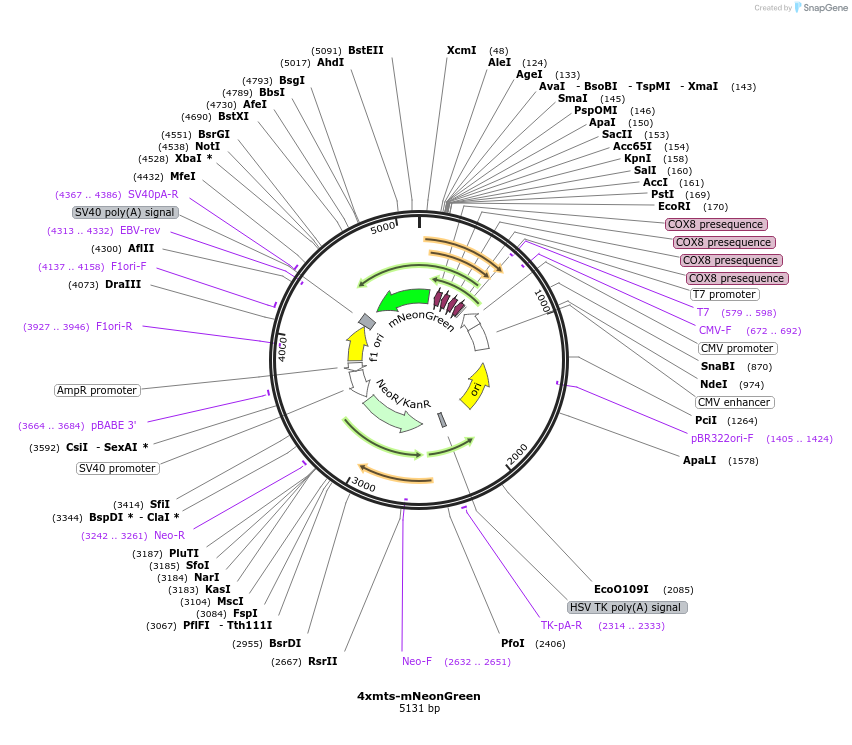 98876-plasmid-map-sequence-id-194881