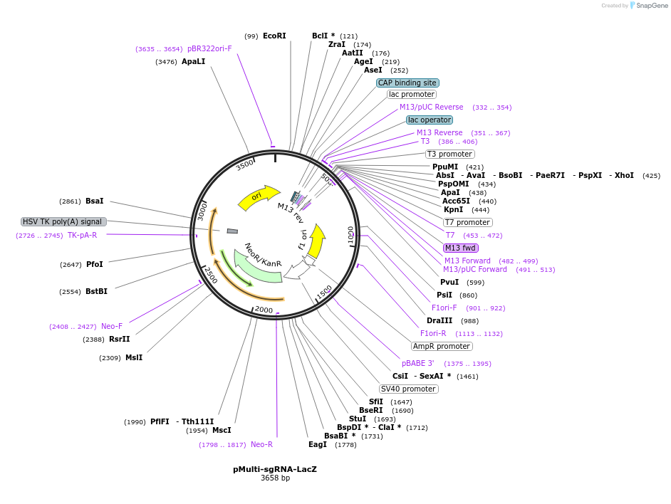 99913-plasmid-map-sequence-id-194884