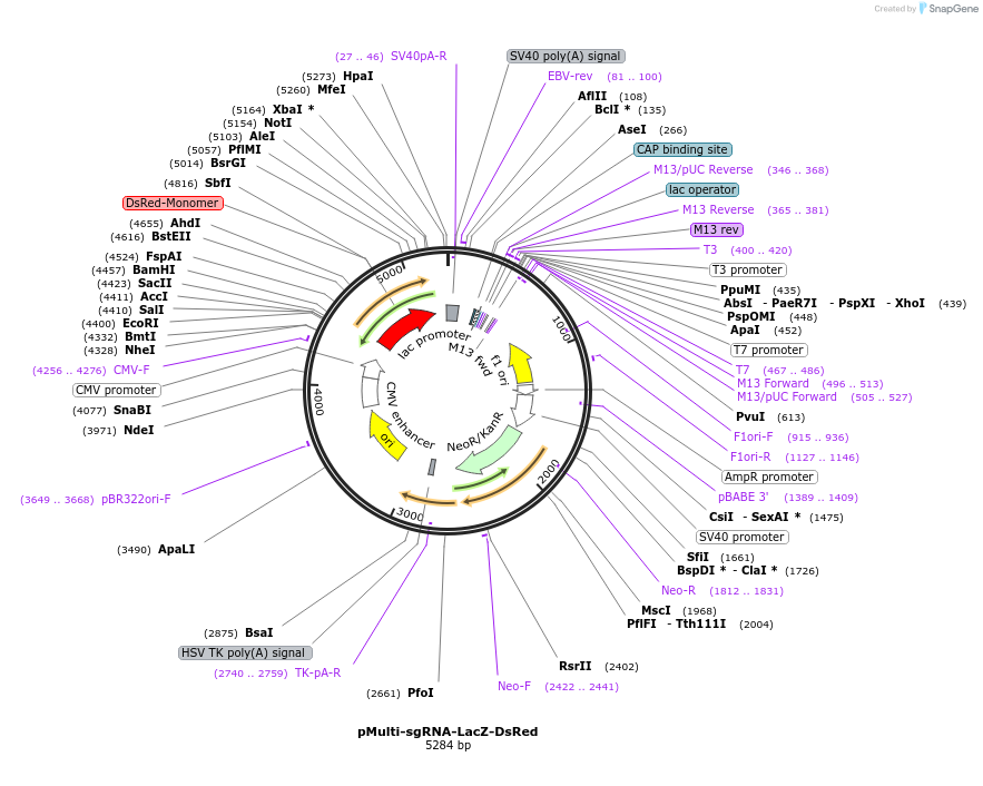 99914-plasmid-map-sequence-id-194885