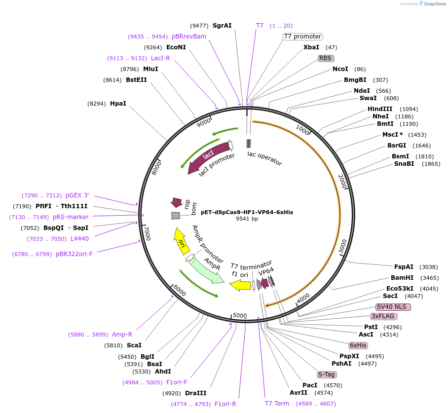 92118-plasmid-map-sequence-id-194892