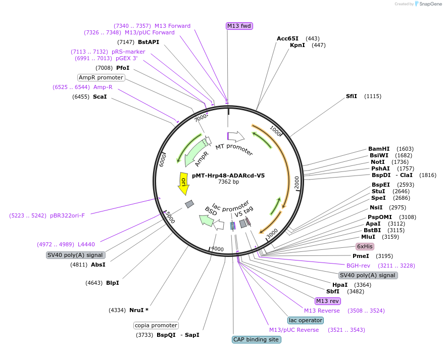 81172-plasmid-map-sequence-id-194903