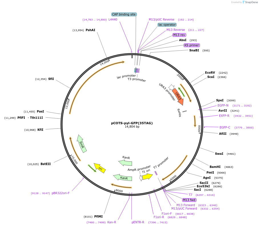92047-plasmid-map-sequence-id-194905