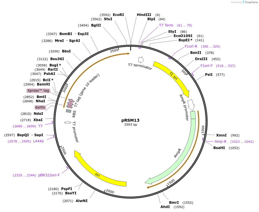 101644-plasmid-map-sequence-id-194938