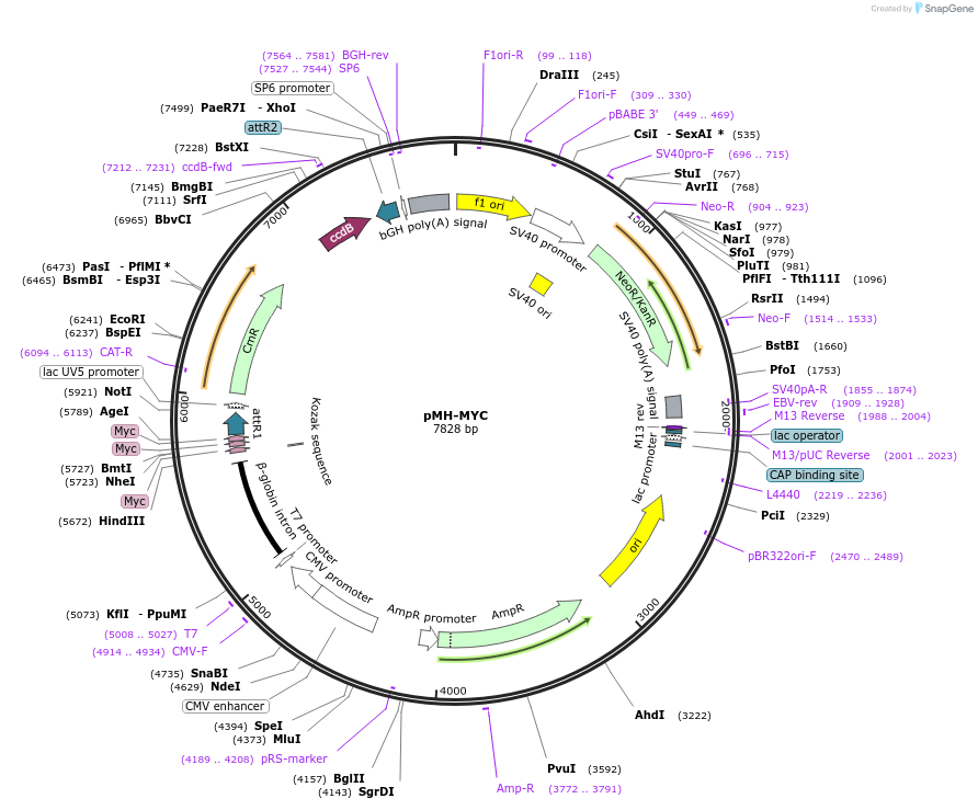101765-plasmid-map-sequence-id-194952