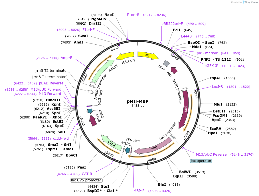 101768-plasmid-map-sequence-id-194956