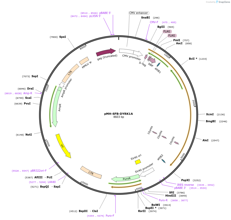 101770-plasmid-map-sequence-id-194979