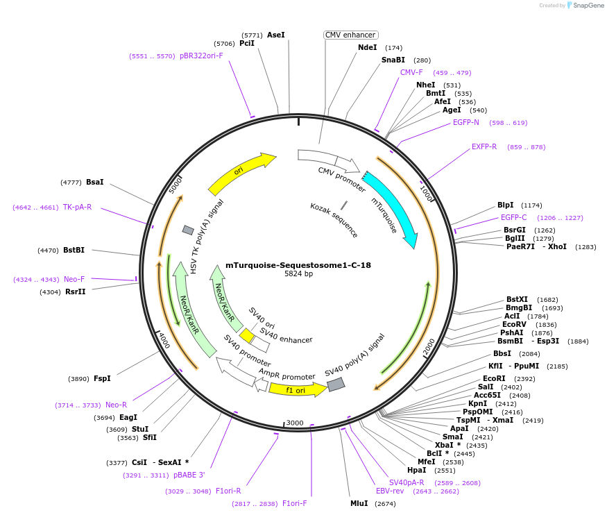 55580-plasmid-map-sequence-id-194985
