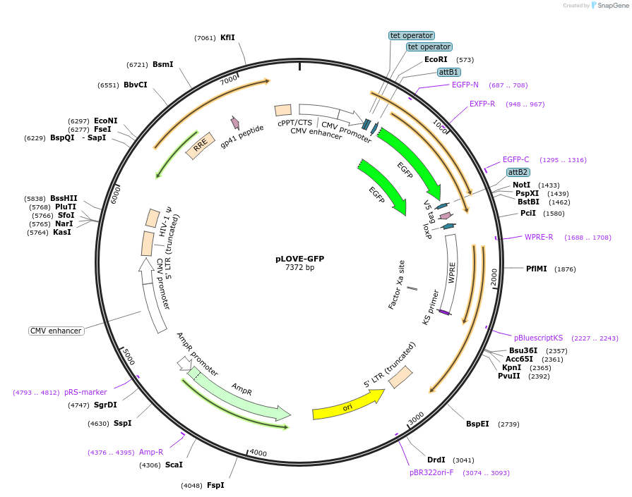 15949-plasmid-map-sequence-id-194987
