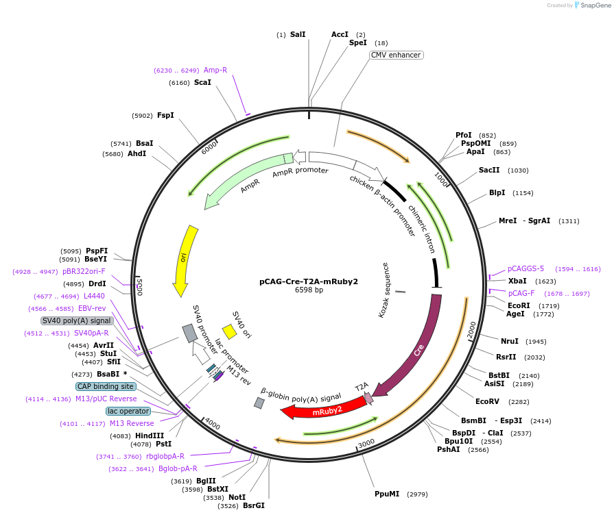 102989-plasmid-map-sequence-id-194999