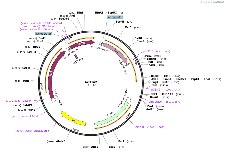 101042-plasmid-map-sequence-id-195009