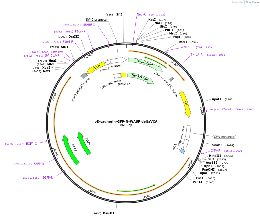 101283-plasmid-map-sequence-id-195021