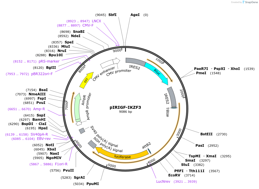 69046-plasmid-map-sequence-id-195077