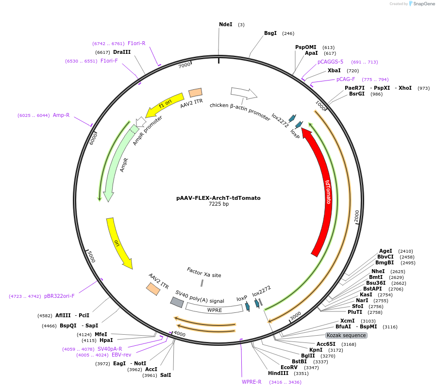 28305-plasmid-map-sequence-id-195127