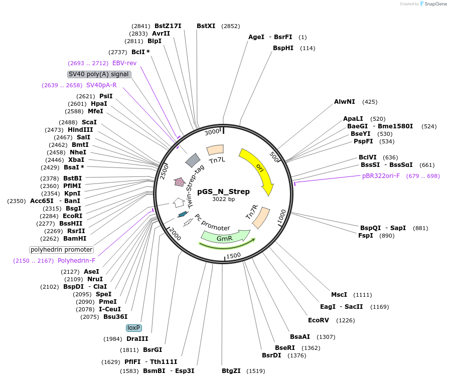 101651-plasmid-map-sequence-id-195131