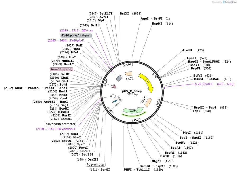 101652-plasmid-map-sequence-id-195142
