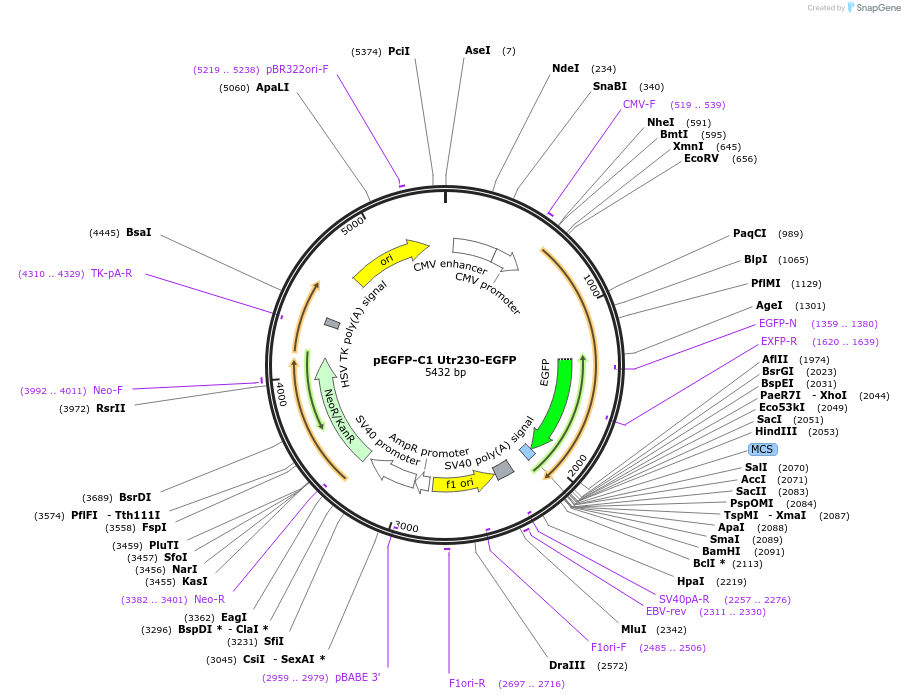 58472-plasmid-map-sequence-id-195149