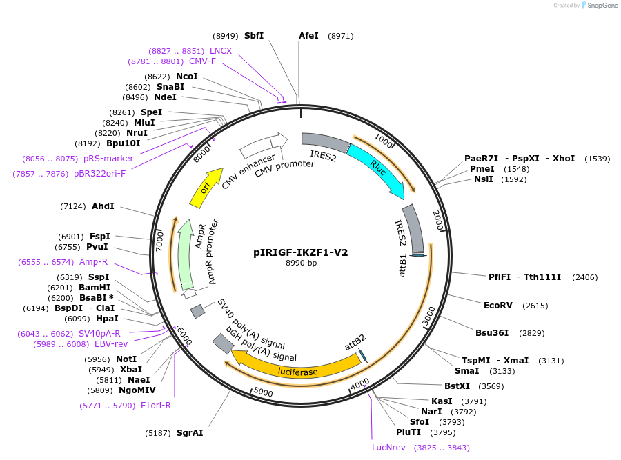 69045-plasmid-map-sequence-id-195150