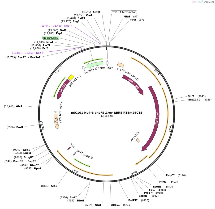 101351-plasmid-map-sequence-id-195161