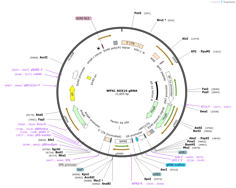 101923-plasmid-map-sequence-id-195167