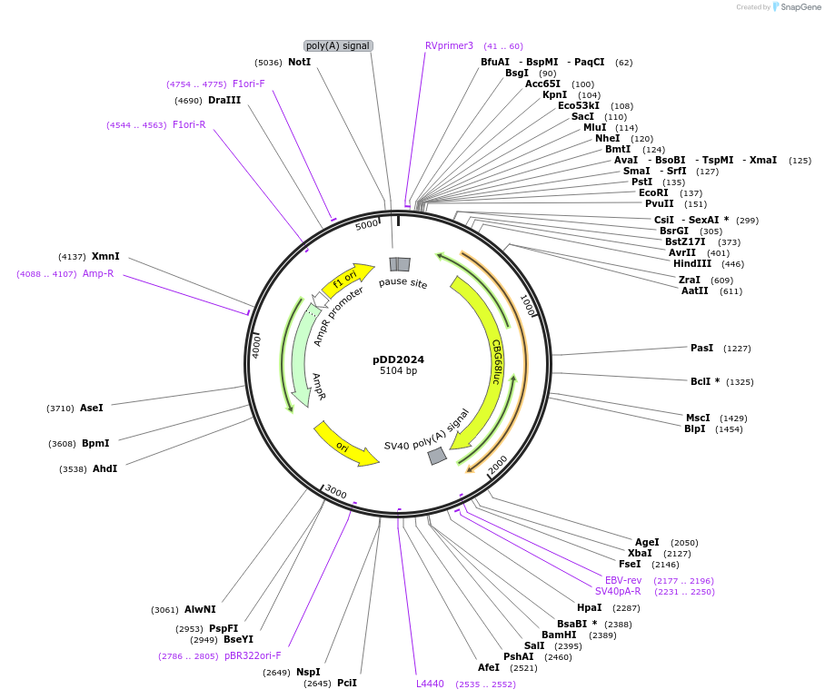 101368-plasmid-map-sequence-id-195304