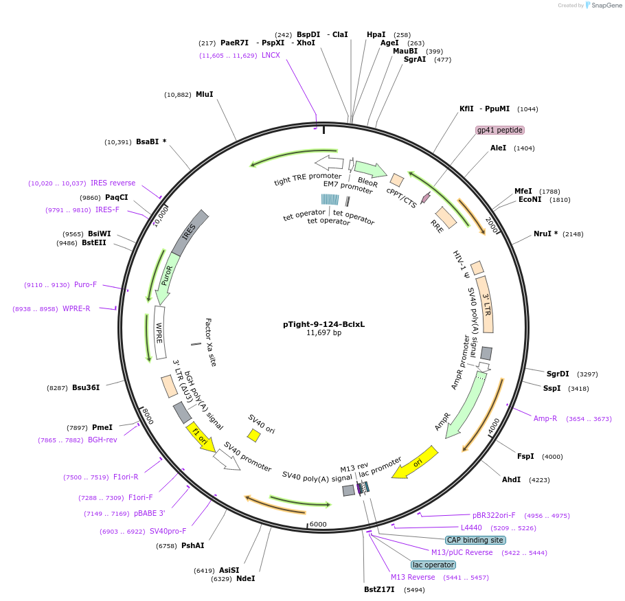 60857-plasmid-map-sequence-id-195309