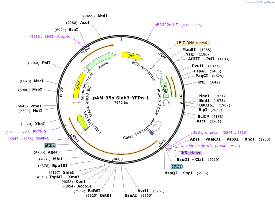 102385-plasmid-map-sequence-id-195317