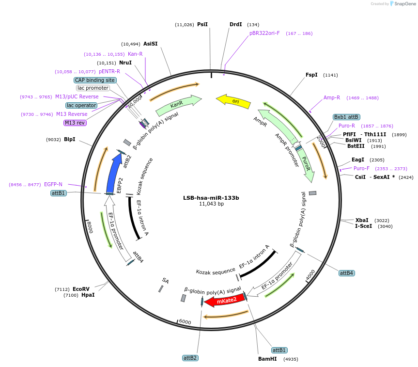 103223-plasmid-map-sequence-id-195495