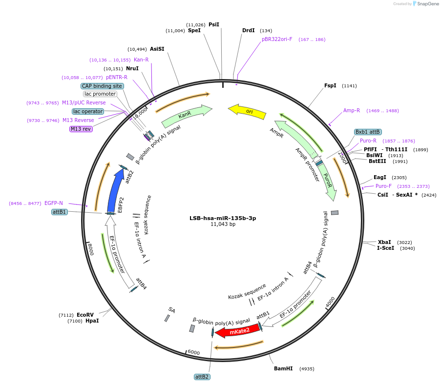 103228-plasmid-map-sequence-id-195505