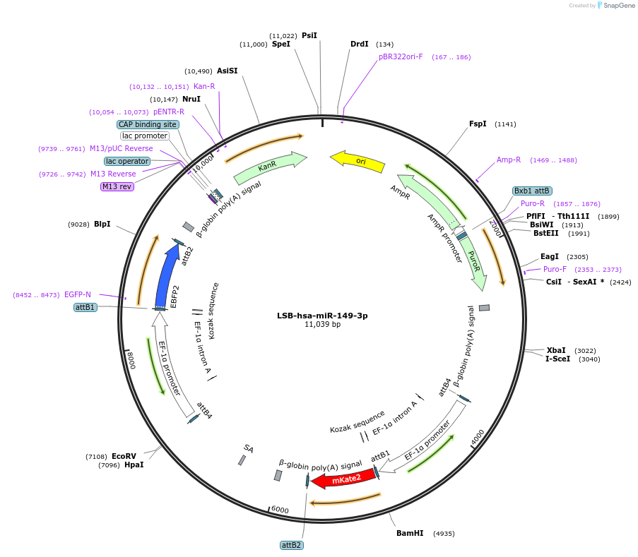 103254-plasmid-map-sequence-id-195557