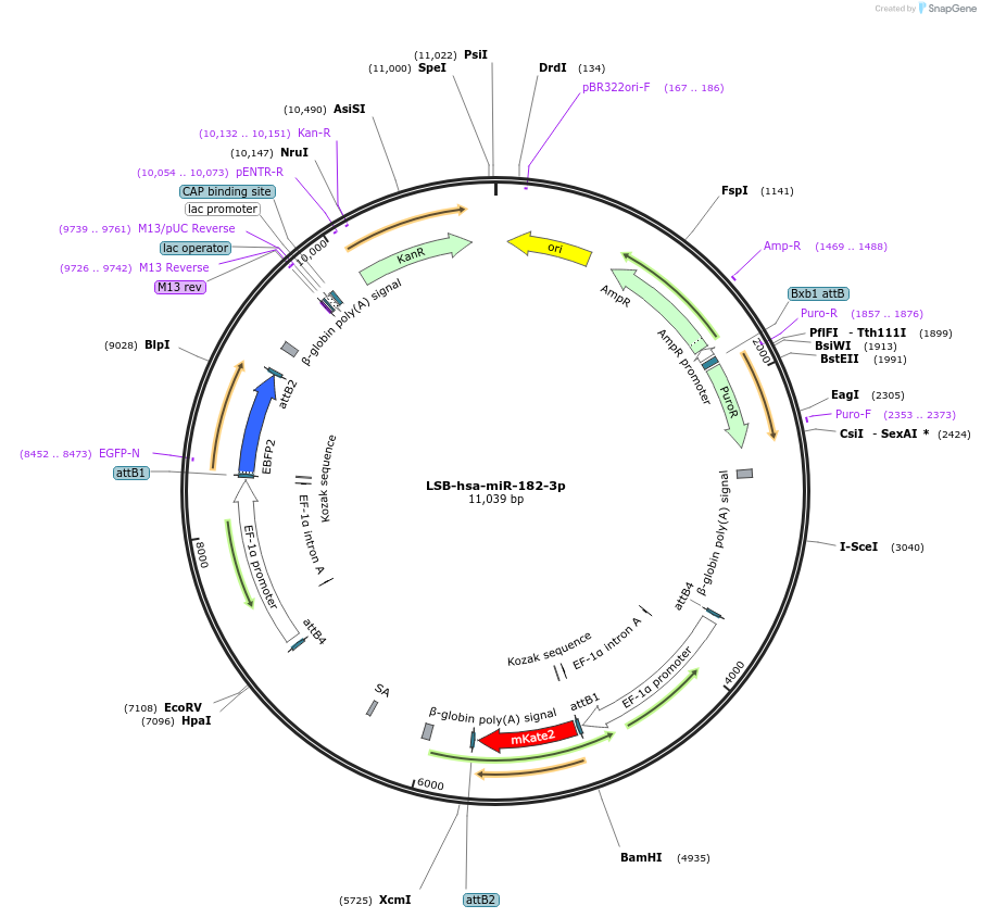 103282-plasmid-map-sequence-id-195613