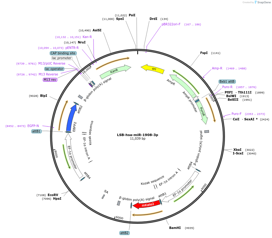 103295-plasmid-map-sequence-id-195639
